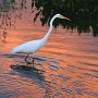 Florida, Wakodahatchee preserve. Great White egret.